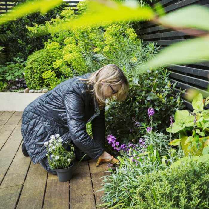 Middle aged woman planting flowers in a garden